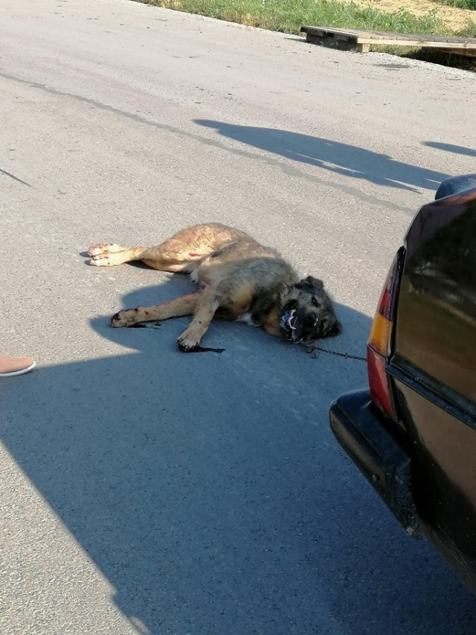 FOTO - VIDEO Cățel legat de mașină și târât pe asfalt, lângă Sibiu. ”Oamenii care au intervenit au fost foarte curajoși”