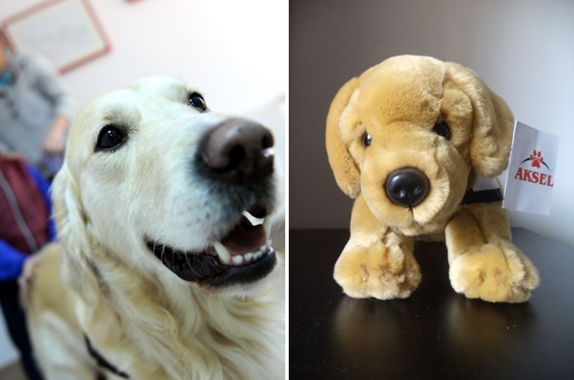 Aksel, primul câine de terapie al UCOS, devine mascota fundației