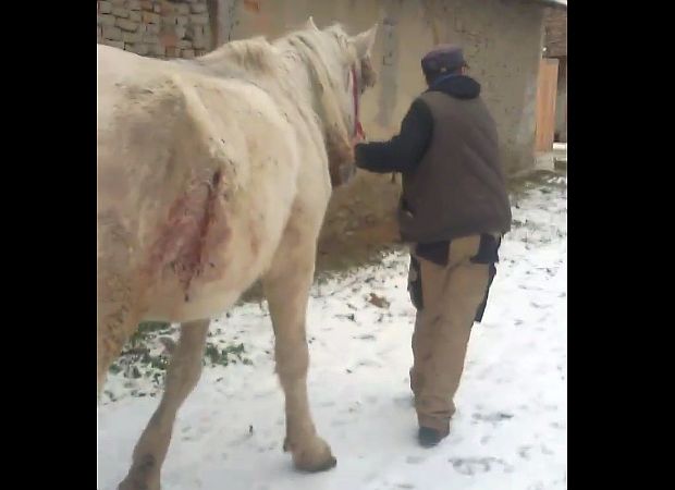 FOTO – VIDEO Cal înjunghiat, împuns în abdomen cu un par și lăsat în frig la Valchid, salvat de Prietenii Berzelor