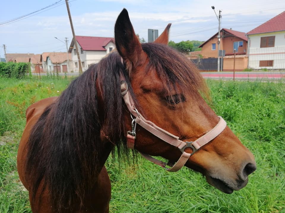 Poveste cu final tragic. Calul salvat de la abator a murit după ce l-a lovit mașina