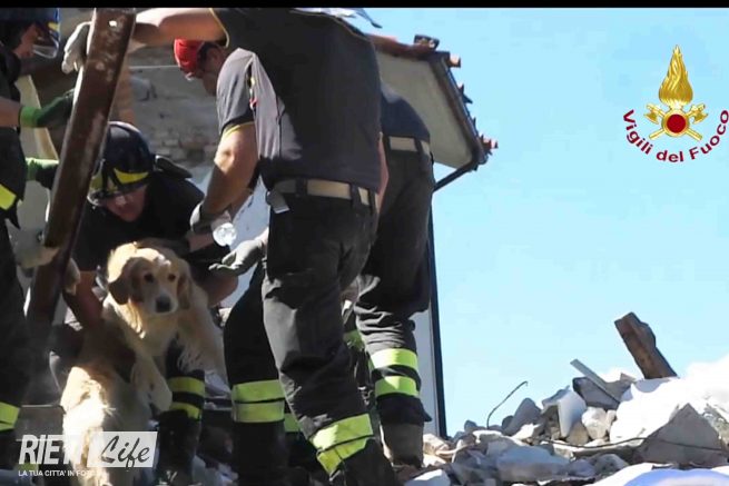 Video Foto | Un  golden retriever salvat după nouă zile de sub dărâmăturile din Amatrice