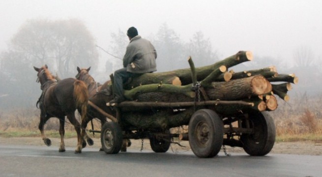 Amendă pentru două căruțe cu lemne: tăieri ilegale de stejar