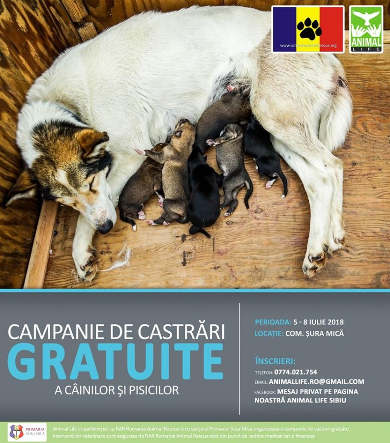 Campanie de castrări gratuite a Animal Life: Este singura metodă umană de gestionare a animalelor fără stăpân