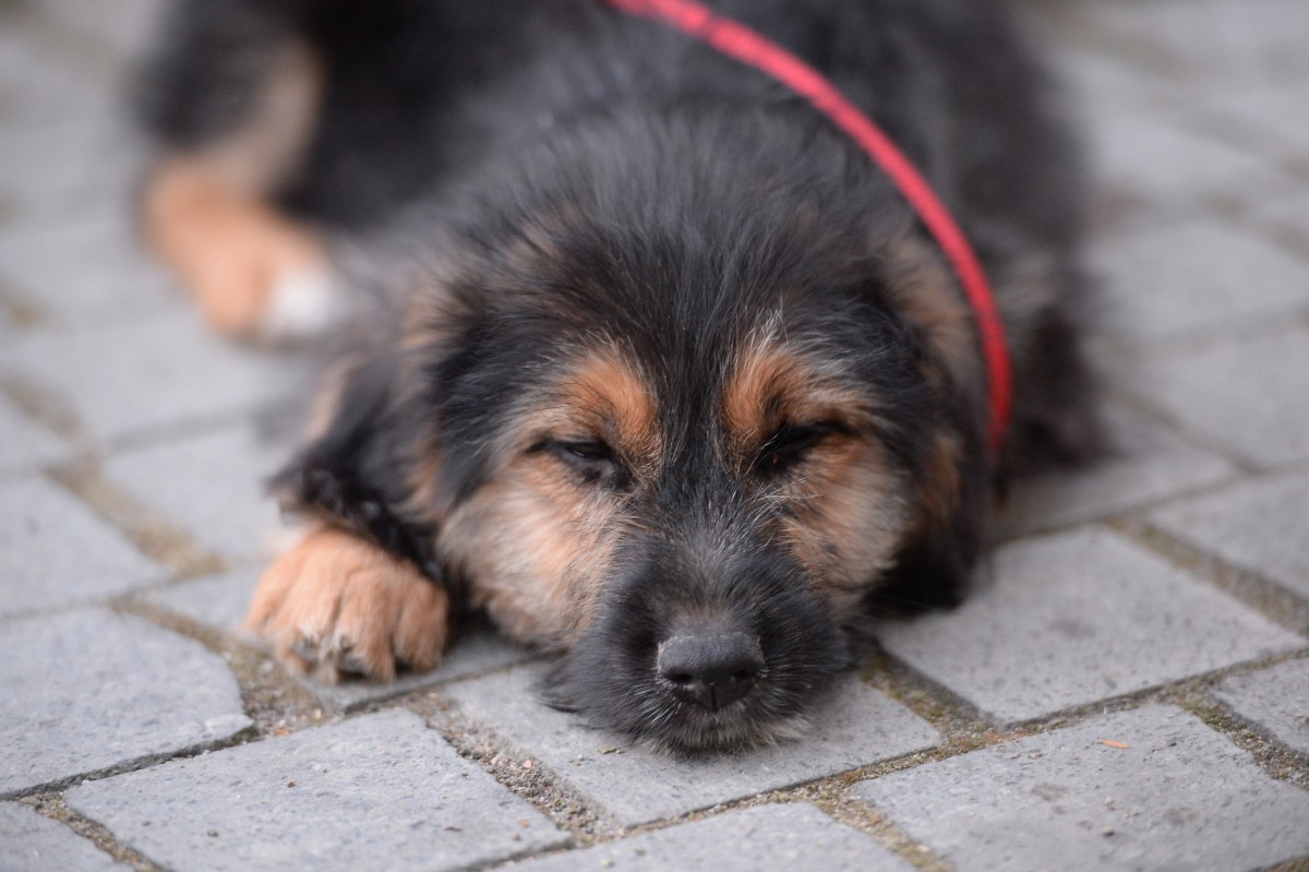 Bilanț Animal Life, pe 2018: Peste 450 de animale salvate și aproape 400 adoptate