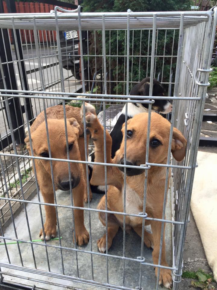 Încă aproape 6.000 lei pentru adăpostul Animal Life