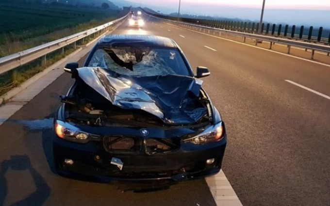 După urși, pe autostrăzile din Transilvania au apărut cerbii