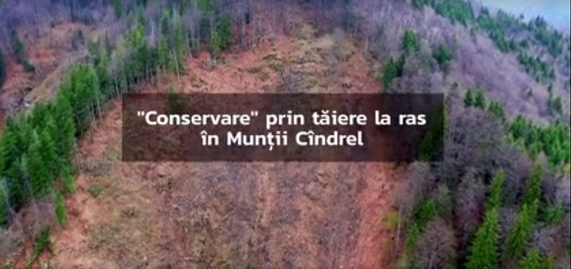 VIDEO – Greenpeace acuză tăierea ilegală a o sută de hectare de pădure în Munții Cindrel