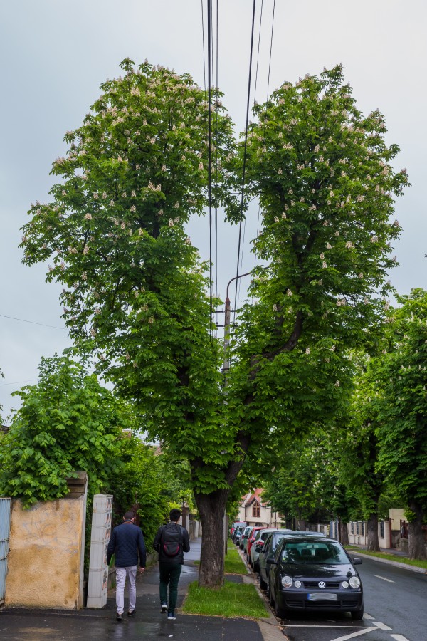 FOTO-Copacul din Sibiu ajuns obiectiv turistic