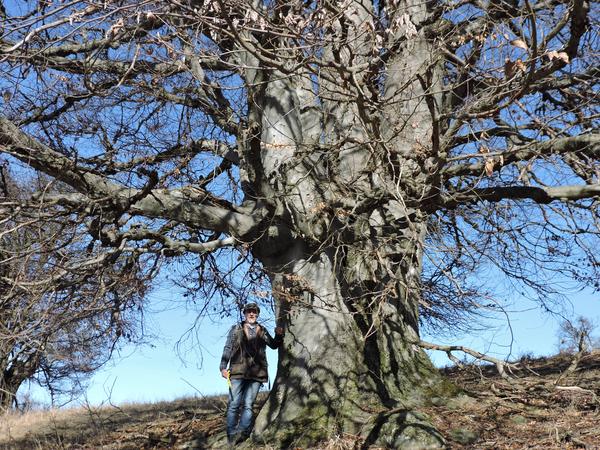 Arborii remarcabili ai Sibiului. Frasinul din parcul Sub Arini, stejarul uriaș de la Bradu și pădurea ”fantastică” de la Cașolț
