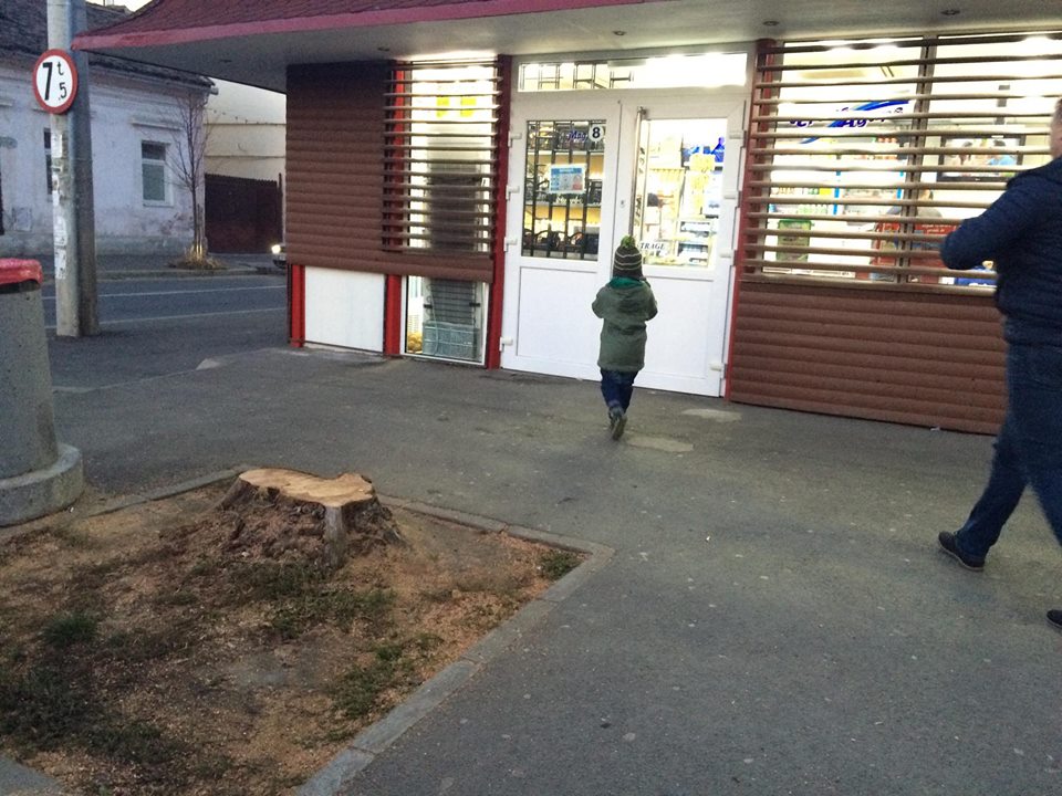 ACTUALIZARE Semnal: Cum cade un copac. Ram cu ram. Autorități, neam! Și totuși...