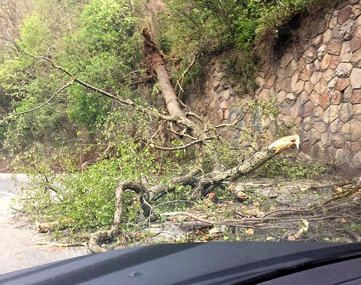 FOTO – VIDEO Sibiul a intrat sub codul galben: copaci doborâți de vânt pe șosele, ninsoare la munte