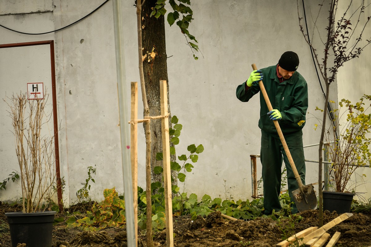 Primăria plantează arbori și arbuști ornamentali, în cadrul campaniei de toamnă