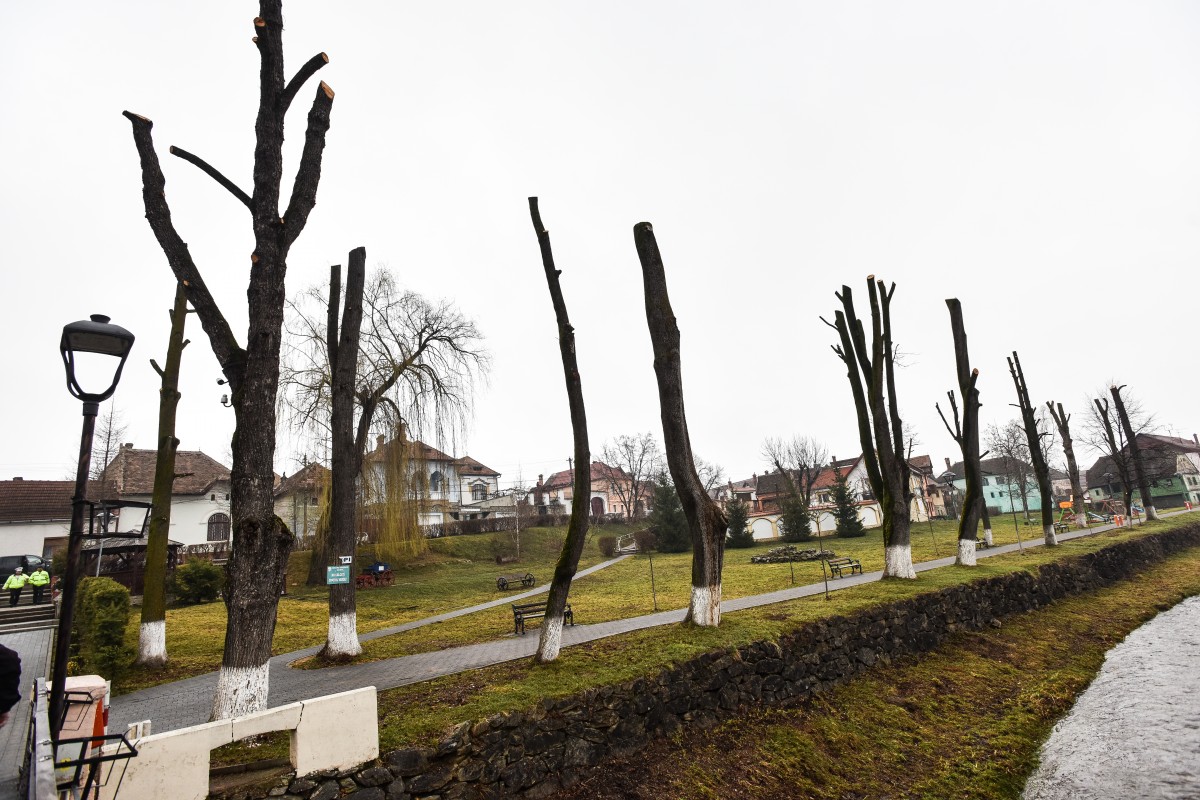 Copacii din parcul Academicienilor au fost toaletați în ”stil stâlp” | Foto