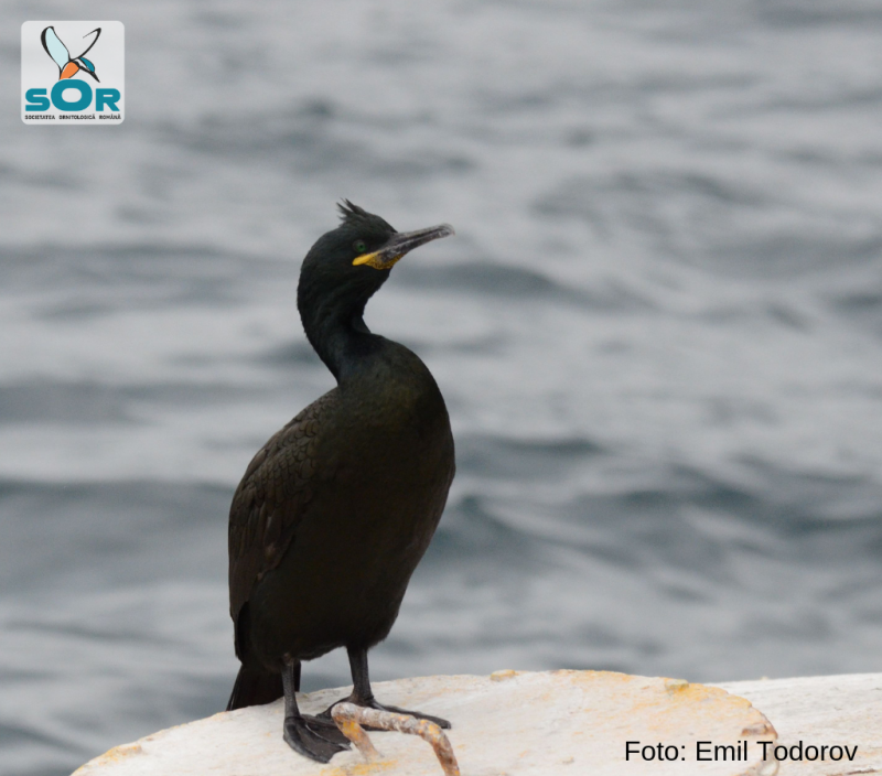 Cormoranul moțat - o nouă specie care cuibărește în România