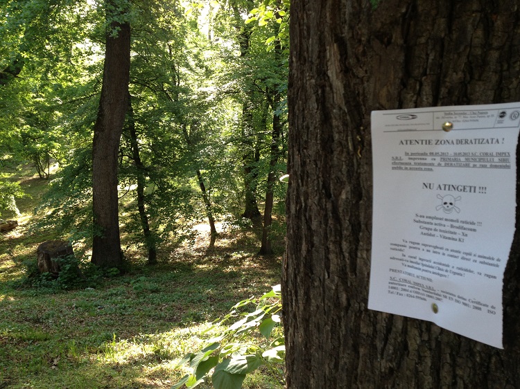 Primăria Sibiu va desfășura a patra acțiune de dezinsecție împotriva țânțarilor (CP)