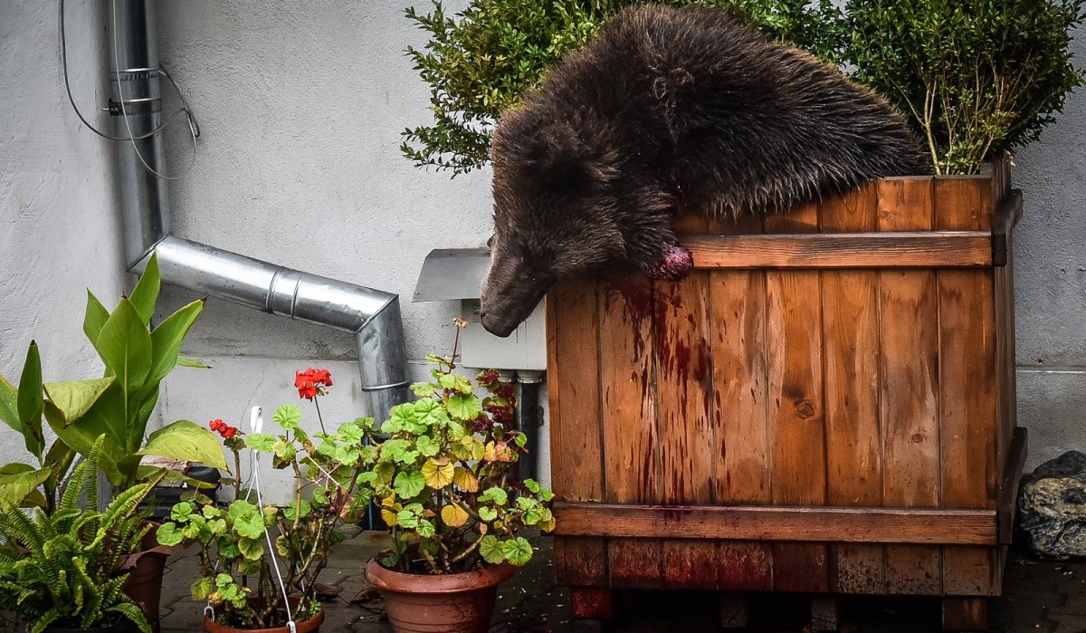 Trei luni de la împușcarea ursului. Procedurile, tot inexistente