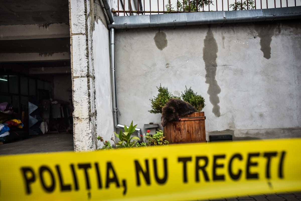 Mărturia sibianului care a sunat primul la 112, ca să anunțe apariția ursului. 