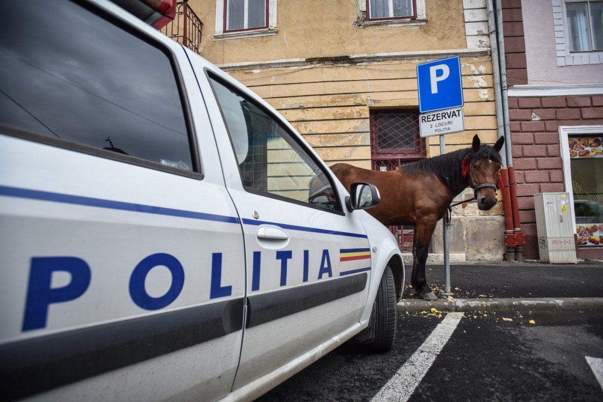 ACTUALIZARE Sibiu, sat frumos! Calul parcat la Poliție a fost revendicat