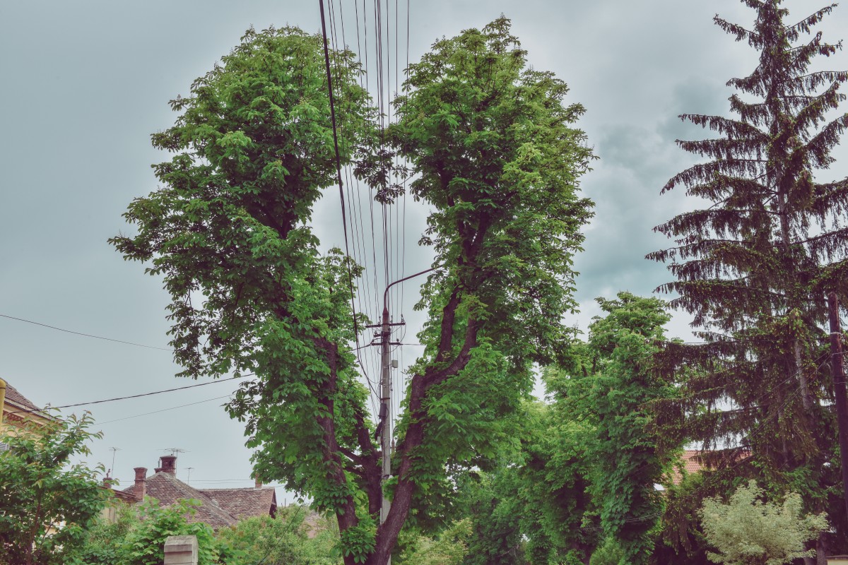 FOTO Copacul din Sibiu care a devenit viral