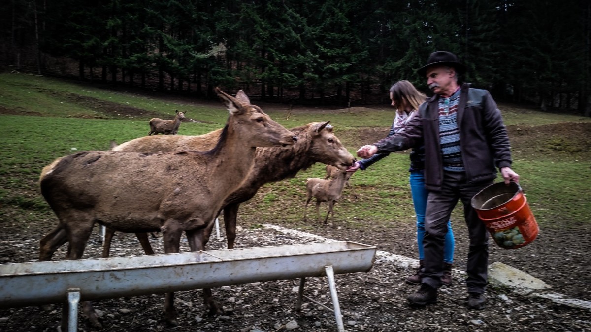 În județul Sibiu există prima fermă de cerbi din țară. ”Duminica, aici e ca la mănăstire”