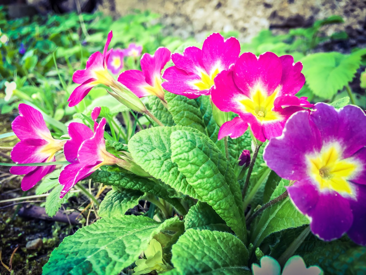 Evaziune fiscală cu flori în Sibiu și Brașov