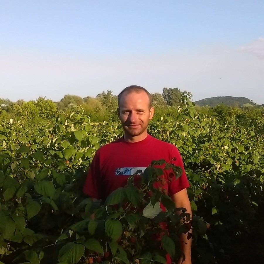 Cumperi cât culegi: Un sibian vinde zmeură, chemând oamenii să o strângă direct de pe plantație