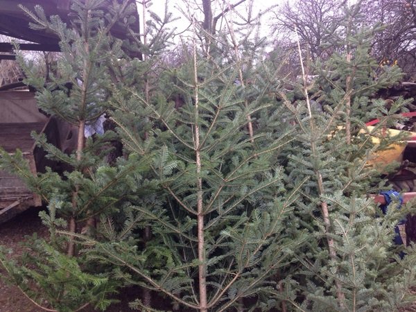 2.000 lei amendă pentru că transporta brazi fără documente de proveniență 