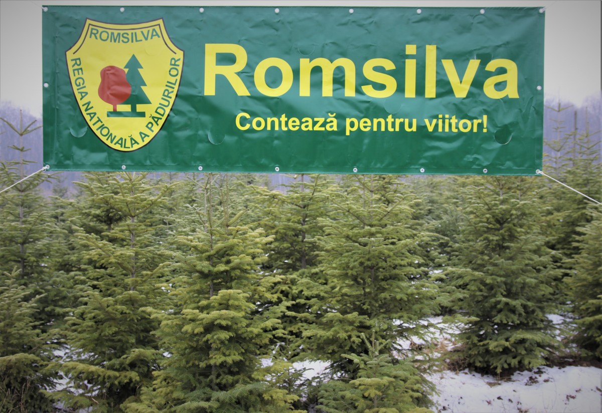 Romsilva va vinde peste 65.000 de pomi de Crăciun