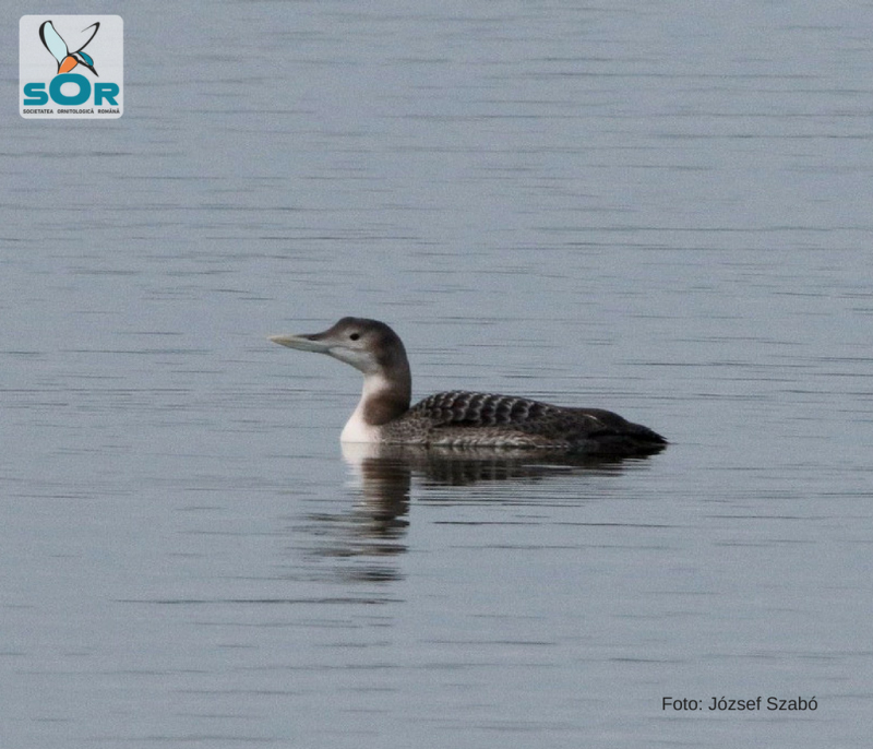 O nouă specie artică de păsări descoperită pe râul Olt