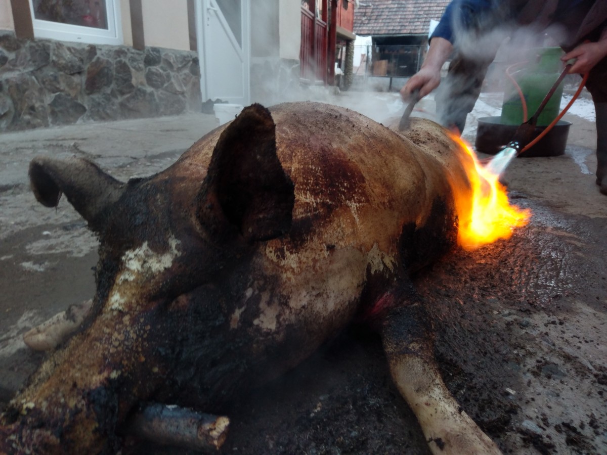 Recomandări DSVSA pentru perioada Sărbătorilor de Iarnă 2017 privind consumul carnii de porc