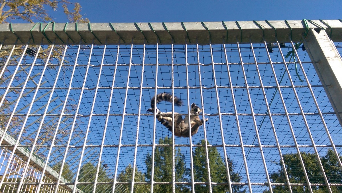 VIDEO FOTO Zoo cu regim semideschis. Un lemurian evadează