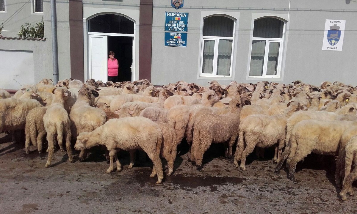 FOTO – Nemulțumiri mari la Vurpăr. Peste 300 de oi aduse în fața primăriei, în semn de protest