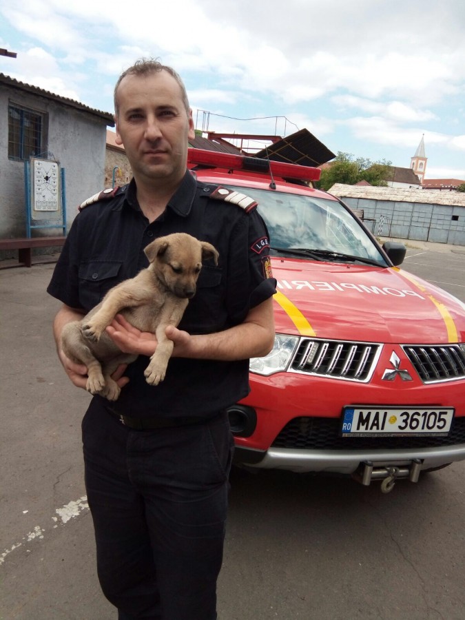 Cățelul scos dintr-un canal adânc de 17 m a fost adoptat de salvatorii săi | foto