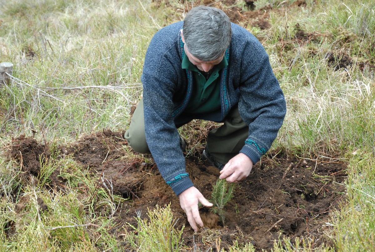 1,5 milioane de puieți vor fi plantați în Sibiu