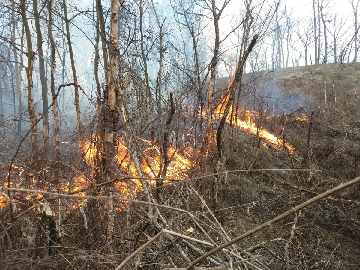 Incendiu de pădure la Mălăncrav. Pompierii se luptă cu flăcările de 16 ore