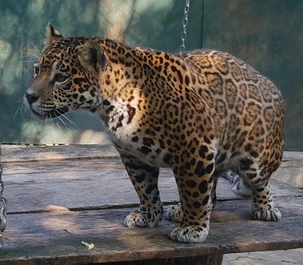 Un jaguar de un an și jumătate de la Sibiu, donat Grădinii Zoologice din Brașov