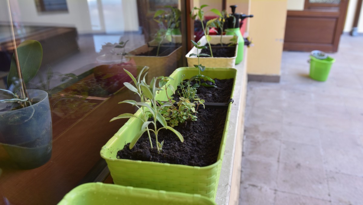 Cum plantezi o grădină la oraș?