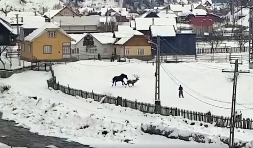 Video inedit. Un cerb vine din pădure și se joacă cu un cal