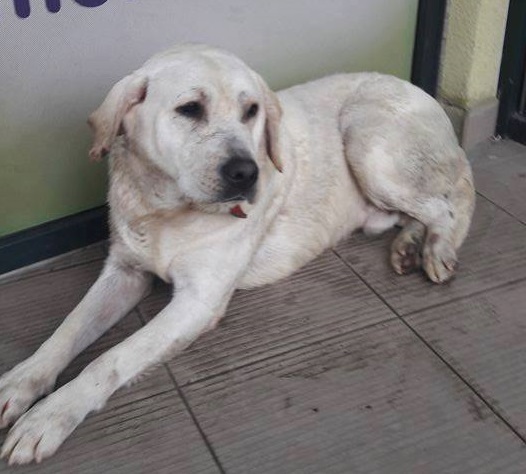 ACTUALIZARE Labrador lovit și abandonat pe trecerea de pe Maramureșului. Poziția școlii de șoferi: după 15-20 de minute animalul nu mai era acolo