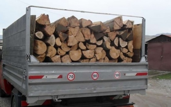 Polițiștii medieșeni au descins la hoții de arbori