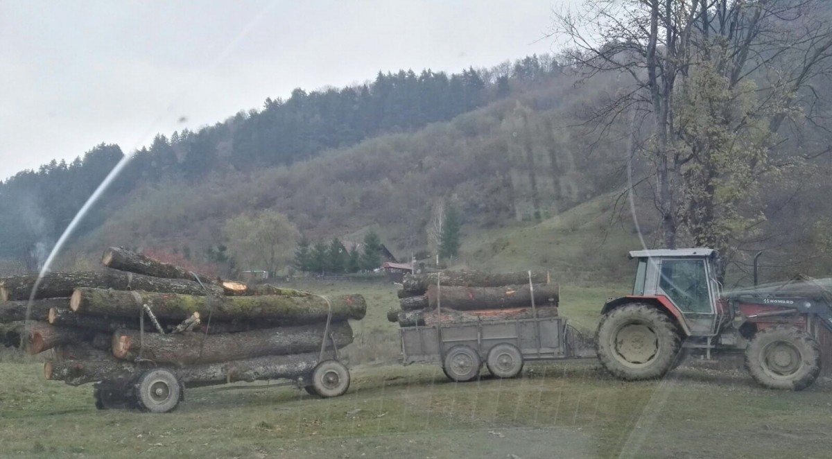 Scutul pădurii. 5.000 de lei amendă pentru 3,6 m3 de lemn ilegal