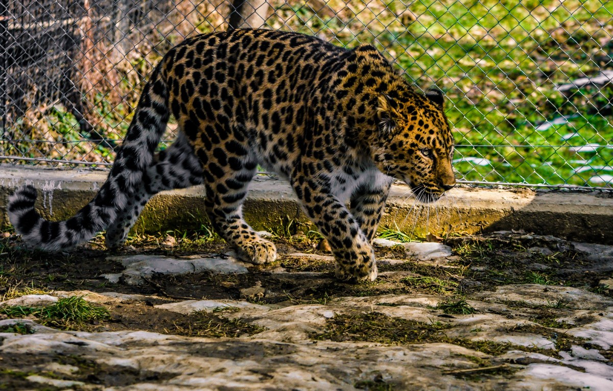 Zoo Sibiu are trei noi locuitori