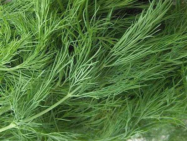 Grădina mea de la oraș. De ce e bine să adăugăm ierburi proaspete în mâncare