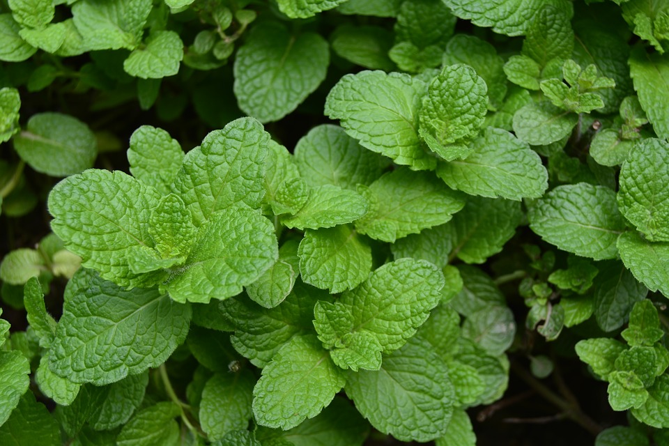 Grădina mea de la oraș. Menta, salvia, cimbrișorul și oregano și beneficiile lor