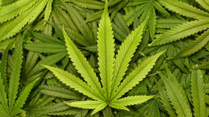 Un grup american de investiții vor să cultive cannabis medicinal în Transilvania