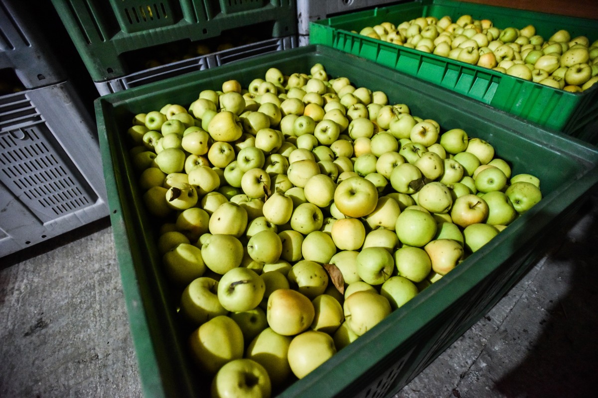 Șase tineri care au furat mere dintr-o livadă, prinși de jandarmi