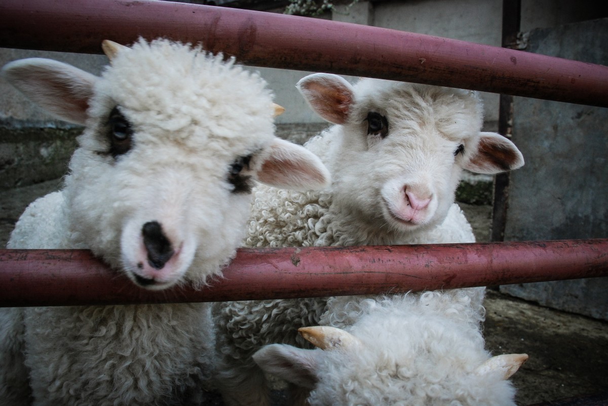 Ciobanii din Mărginime vând carnea de miel mai ieftin decât anul trecut