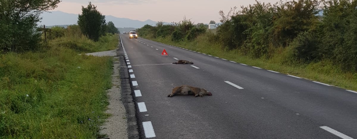 Care pestă porcină? Mistreții au ajuns pericol public la marginea Sibiului