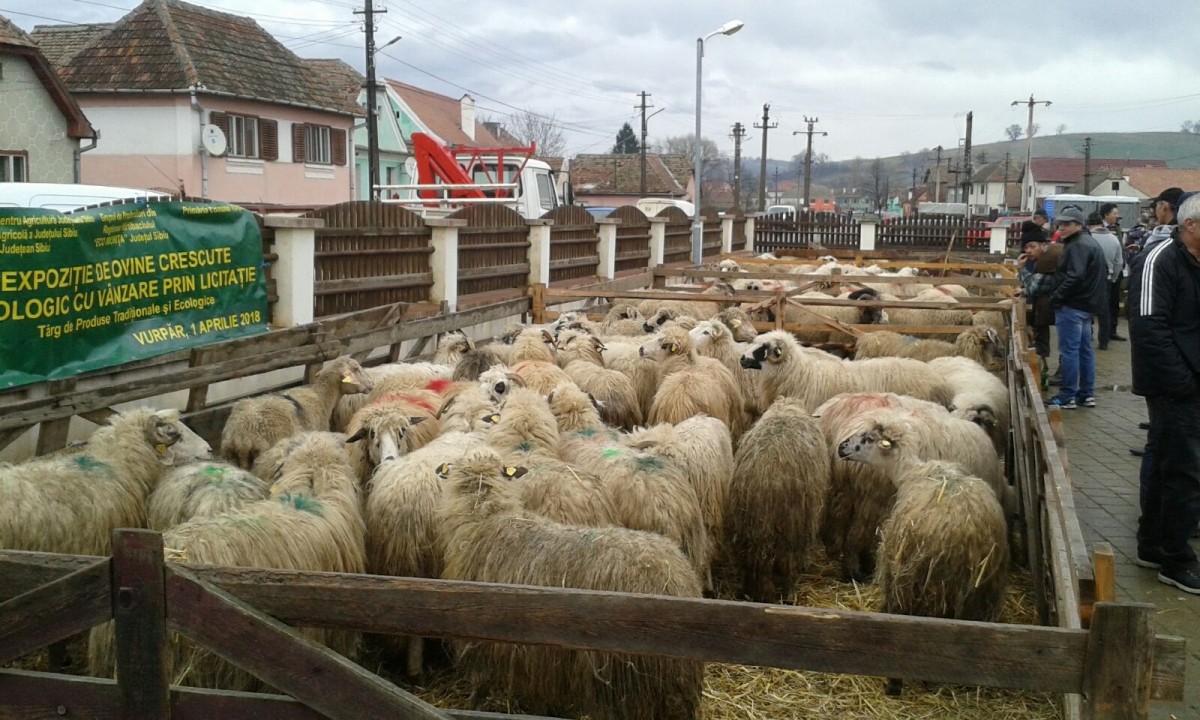 Fermierul care și-a pierdut animalele într-un incendiu și-a refăcut efectivul