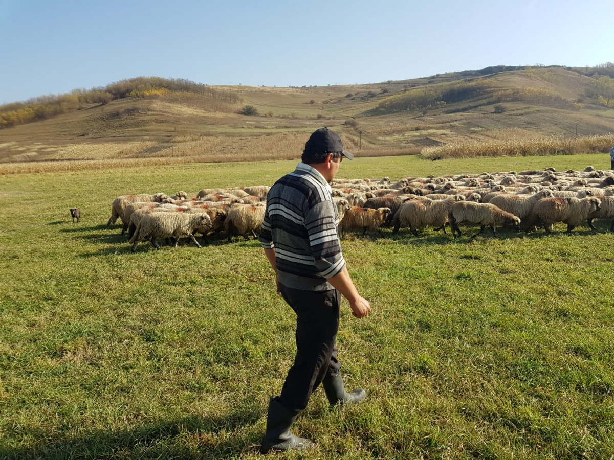 5 focare de scrapie în județul Sibiu. Sute de oi vor fi omorâte